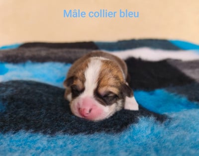 Les chiots de Welsh Corgi Pembroke