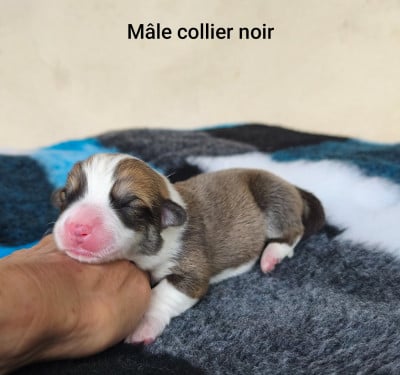 Les chiots de Welsh Corgi Pembroke