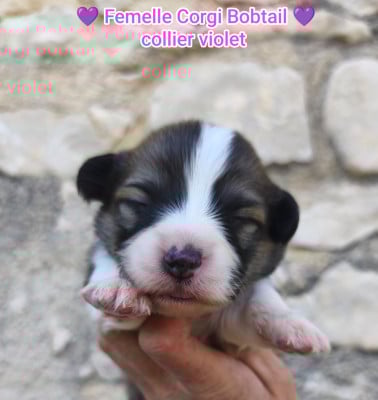 Les chiots de Welsh Corgi Pembroke