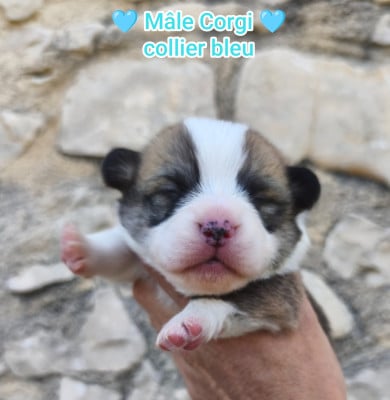 Les chiots de Welsh Corgi Pembroke