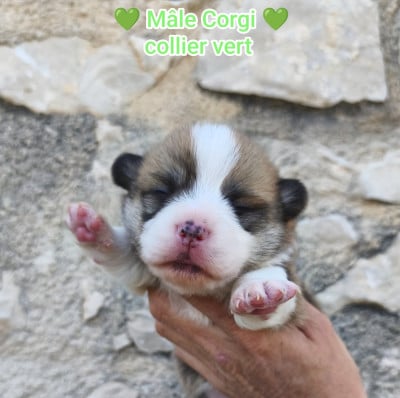 Les chiots de Welsh Corgi Pembroke