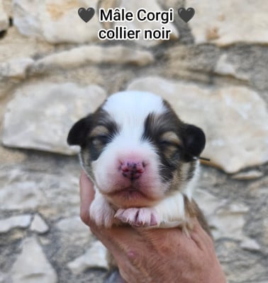 Les chiots de Welsh Corgi Pembroke