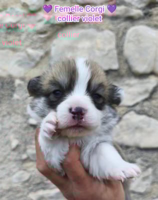 Les chiots de Welsh Corgi Pembroke