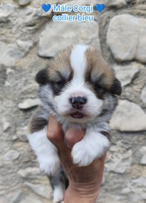 Les chiots de Welsh Corgi Pembroke