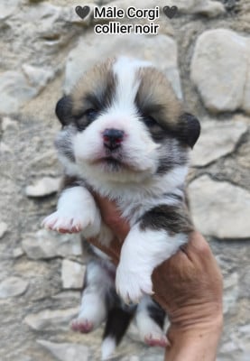 Les chiots de Welsh Corgi Pembroke