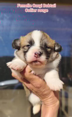 Les chiots de Welsh Corgi Pembroke