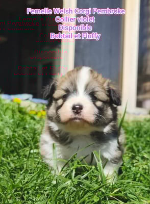 Les chiots de Welsh Corgi Pembroke