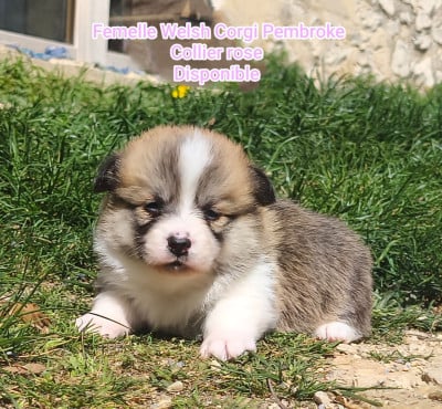 Les chiots de Welsh Corgi Pembroke