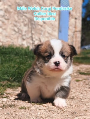 Les chiots de Welsh Corgi Pembroke