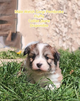 Les chiots de Welsh Corgi Pembroke