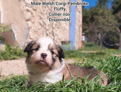 Les chiots de Welsh Corgi Pembroke