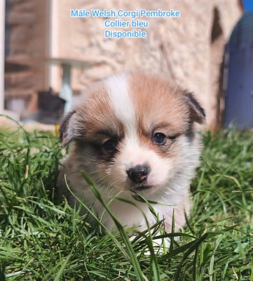 Les chiots de Welsh Corgi Pembroke