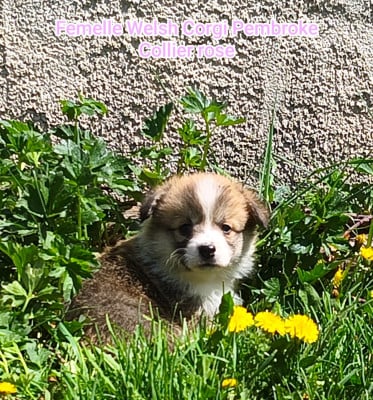 Les chiots de Welsh Corgi Pembroke