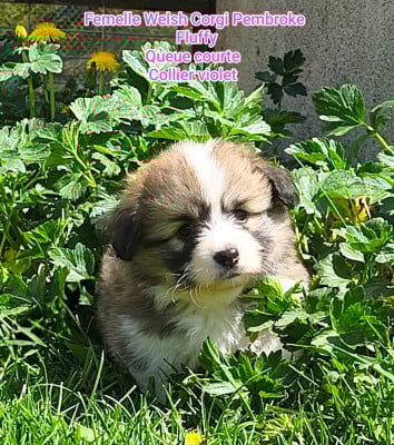 Les chiots de Welsh Corgi Pembroke