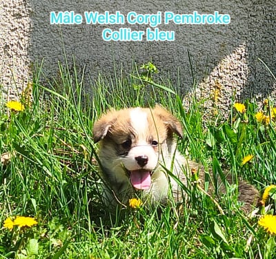Les chiots de Welsh Corgi Pembroke
