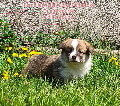 Les chiots de Welsh Corgi Pembroke