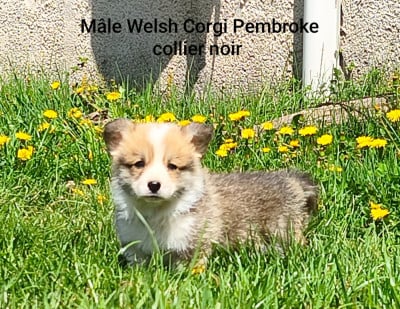 Les chiots de Welsh Corgi Pembroke