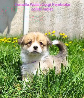Les chiots de Welsh Corgi Pembroke