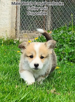 Les chiots de Welsh Corgi Pembroke