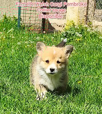 Femelle collier rouge - Welsh Corgi Pembroke