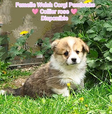 Les chiots de Welsh Corgi Pembroke