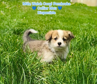 Les chiots de Welsh Corgi Pembroke