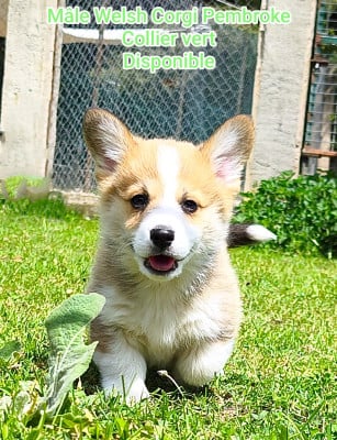 Les chiots de Welsh Corgi Pembroke