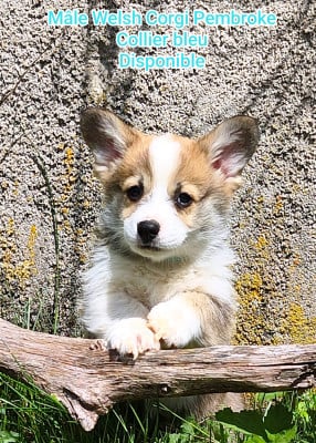 Les chiots de Welsh Corgi Pembroke