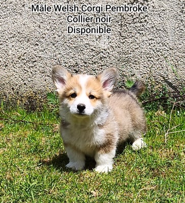 Les chiots de Welsh Corgi Pembroke