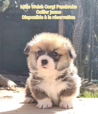 Collier jaune - Welsh Corgi Pembroke