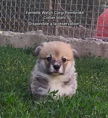 Les chiots de Welsh Corgi Pembroke