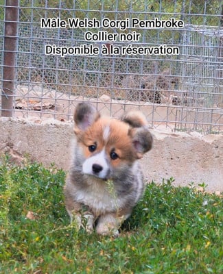 Les chiots de Welsh Corgi Pembroke