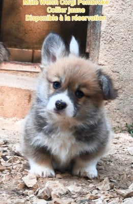 Les chiots de Welsh Corgi Pembroke
