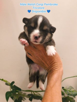 Les chiots de Welsh Corgi Pembroke