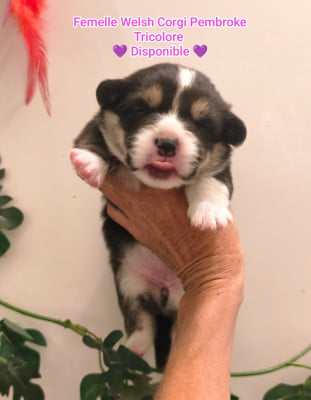 Les chiots de Welsh Corgi Pembroke