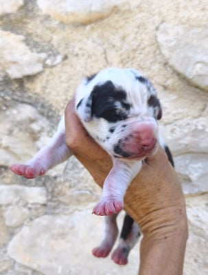 Les chiots de Dogue allemand