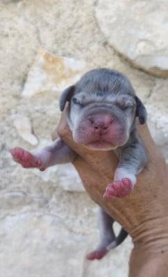 Les chiots de Dogue allemand
