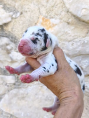 Les chiots de Dogue allemand
