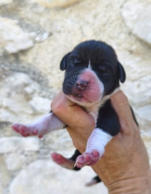 Les chiots de Dogue allemand