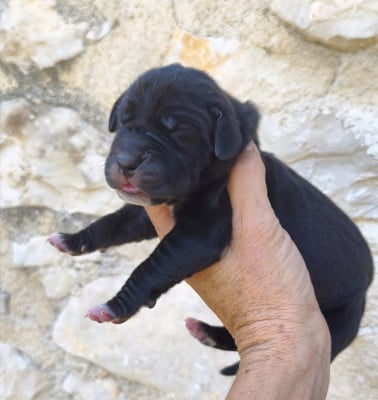 Les chiots de Dogue allemand
