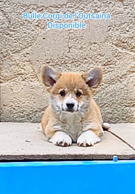 Les chiots de Welsh Corgi Pembroke