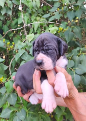 Les chiots de Dogue allemand
