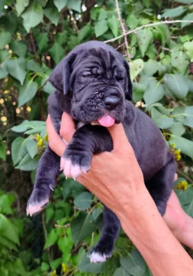 Les chiots de Dogue allemand