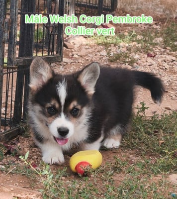 Les chiots de Welsh Corgi Pembroke