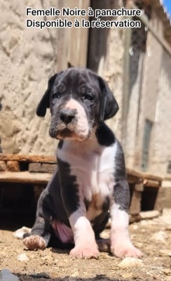 Les chiots de Dogue allemand