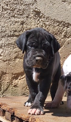 Les chiots de Dogue allemand