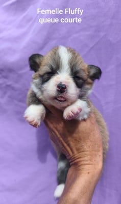 Les chiots de Welsh Corgi Pembroke