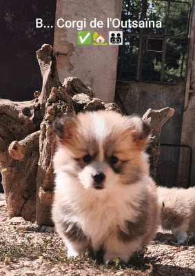 Les chiots de Welsh Corgi Pembroke