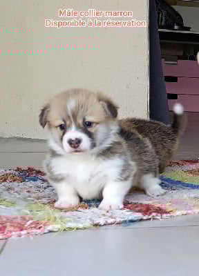 Les chiots de Welsh Corgi Pembroke