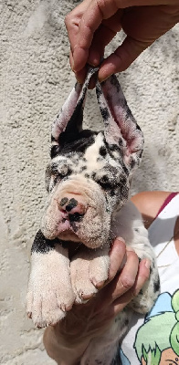 Les chiots de Dogue allemand